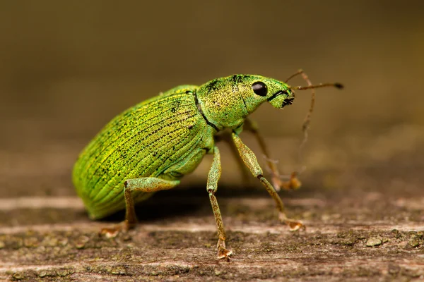 Nettle weevils small bug detailed macro — Stock Image Nettle weevils small bug detailed macro Royalty Free Stock Photos
