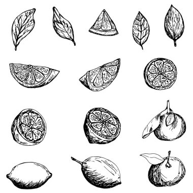 Yaratıcılık hediye kartları için mandalina ve limon seti. Vektör el çizimi Görüntü EPS10