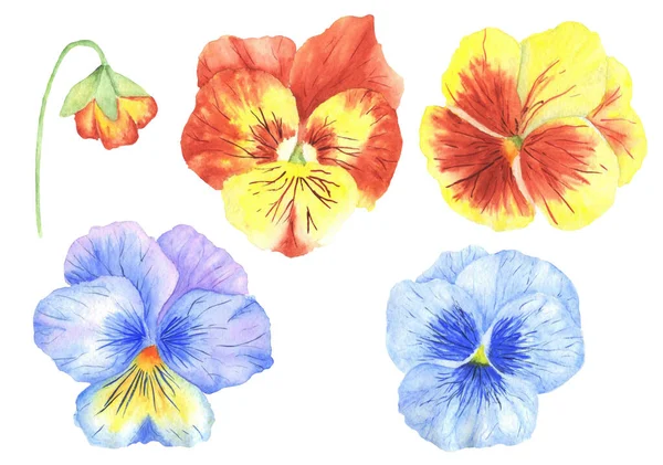 Set Van Aquarel Pansy Bloemen Voor Het Ontwerp Van Cadeaubonnen — Stockfoto