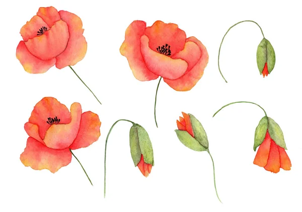 Set Van Aquarel Bloemen Klaprozen Knoppen Voor Ontwerp Voor Cadeaubonnen — Stockfoto