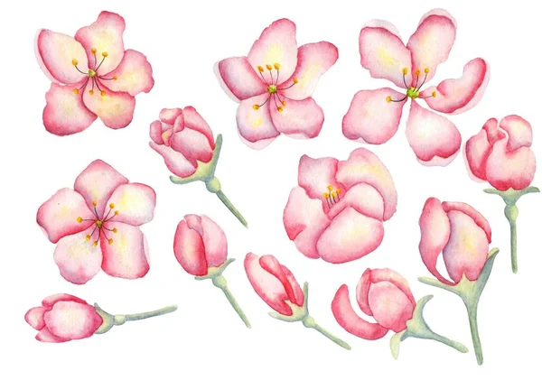 Aquarel Set Van Delicate Appelboom Bloemen Voor Het Ontwerp Van — Stockfoto