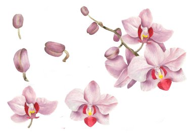 Kartpostalları tebrik etmek için suluboya pembe orkide seti. Suluboya el çizimi.