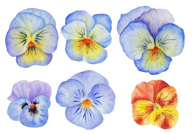 Hediye kartları için suluboya çiçek seti. Suluboya el çizimi.