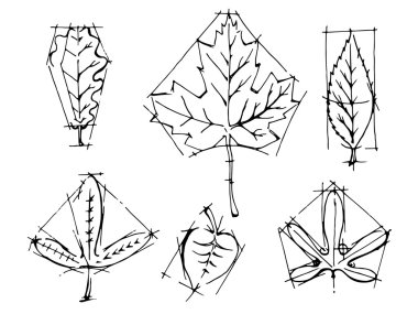 Collection of leaves vector