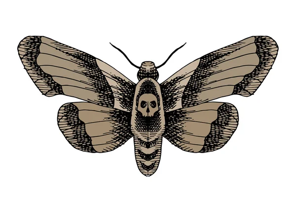 Death head moth — Stock Vector