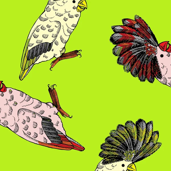 Попугай с папусом — стоковый вектор
