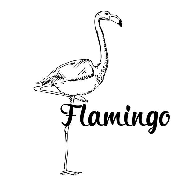 Cooles Flamingo-Design — Stockvektor