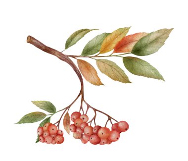 Kırmızı böğürtlen ve yeşil yapraklı bir rovan dalının suluboya çizimi, beyaz arka planda elle boyanmış botanik çizimleri..