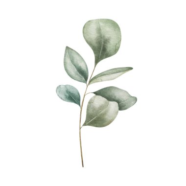 Beyaz arka planda izole edilmiş bir okaliptüs dalının suluboya çizimi, yumuşak yeşil yapraklı zarif botanik element. Çiçek tasarımı, düğün davetiyeleri ve kartlar için mükemmel..