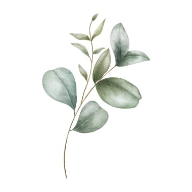 Beyaz arka planda izole edilmiş bir okaliptüs dalının suluboya çizimi, yumuşak yeşil yapraklı zarif botanik element. Çiçek tasarımı, düğün davetiyeleri ve kartlar için mükemmel..