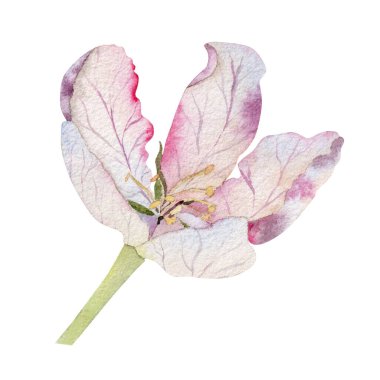 Yumuşak beyaz ve pembe yapraklı suluboya elma çiçeği çizimleri, bahar dekorasyonu, düğün davetiyeleri ve botanik tasarımı için beyaz arka planda izole edilmiş el boyası çiçek elementleri..