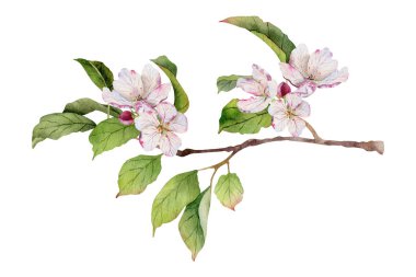 Narin pembe çiçekleri, tomurcukları ve yeşil yaprakları olan suluboya elma dalı, elle boyanmış bahar çiçekleri düğün tasarımı, davetiyeler ve mevsimsel dekorasyon için beyaz arka planda izole edilmiş..