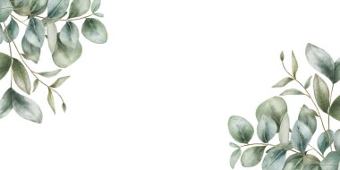 Beyaz arka planda izole edilmiş okaliptüs dallarının dekoratif çerçevesinin suluboya çizimi. Zarif botanik öğesi düğün davetiyeleri için mükemmel tebrik kartları ve çiçek tasarımı projeleri.