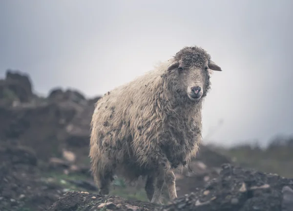 Sheepon bir mera dağlarda