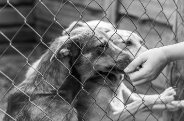 Bir kafeste terkedilmiş köpek