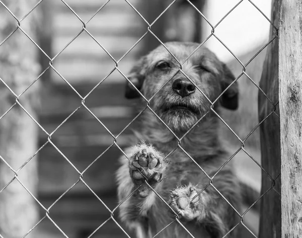 Bir kafeste terkedilmiş köpek — Stok fotoğraf