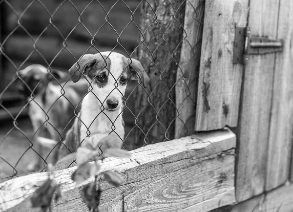 Bir kafeste terkedilmiş köpek