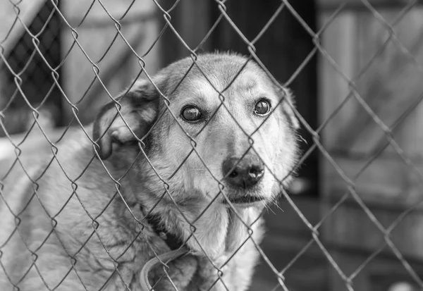 Bir kafeste terkedilmiş köpek