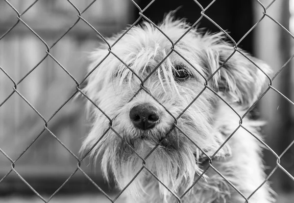 Bir kafeste terkedilmiş köpek