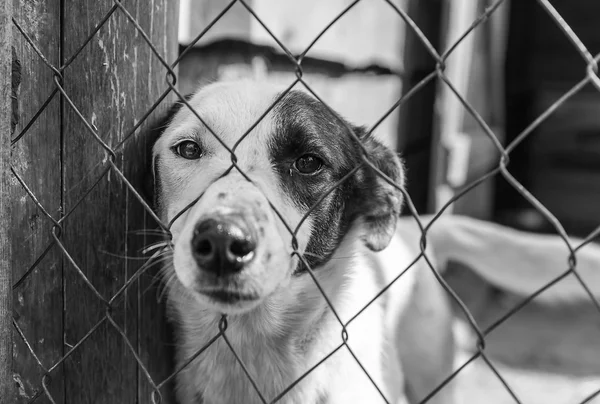 Bir kafeste terkedilmiş köpek