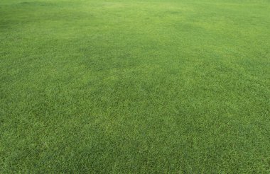 Bir tarladan yeşil çimen dokusu