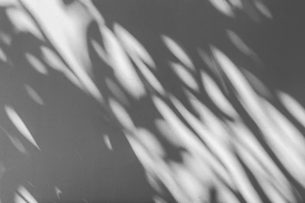 Baumschatten auf dem weißen Wandmuster — Stockfoto