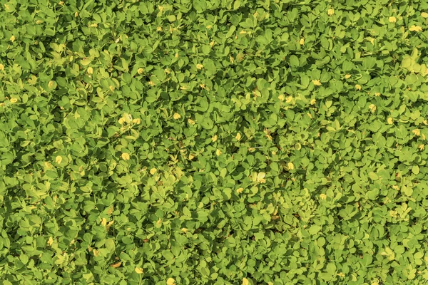 Groene en gele bladeren als achtergrond — Stockfoto