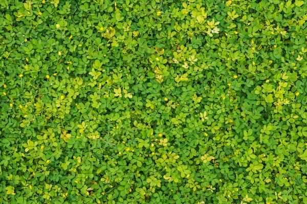 Groene en gele bladeren als achtergrond — Stockfoto