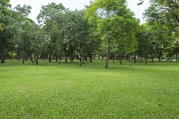 Green lawn with trees in park