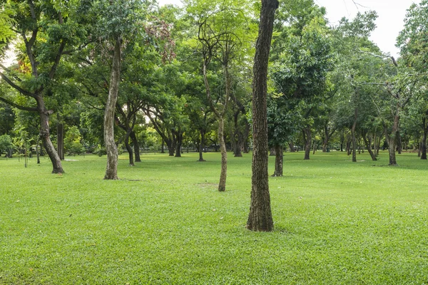 Parkta ağaçlar olan yeşil çimenler