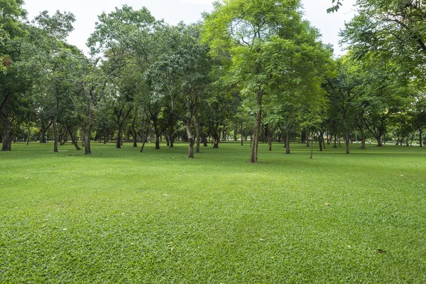 Green lawn with trees in park — Stock Photo, Image