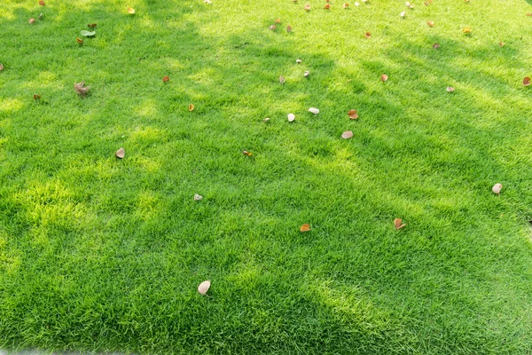Gevallen bladeren op grasveld — Stockfoto