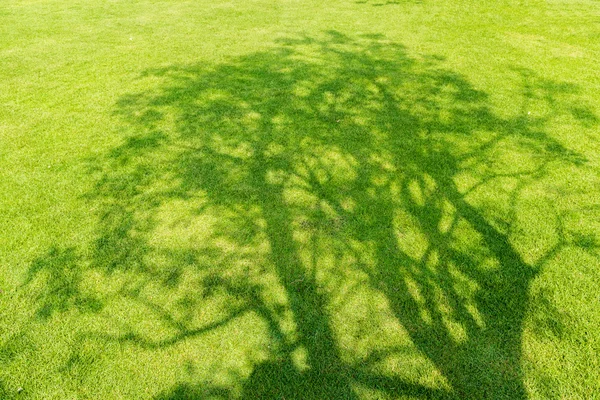 Bayangan pohon di rumput hijau pendek di musim semi — Stok Foto