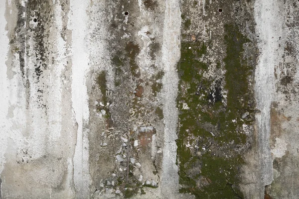 그런 지 짜임새와 이끼 녹색 조류, 텍스처와 콘크리트 벽 — 스톡 사진