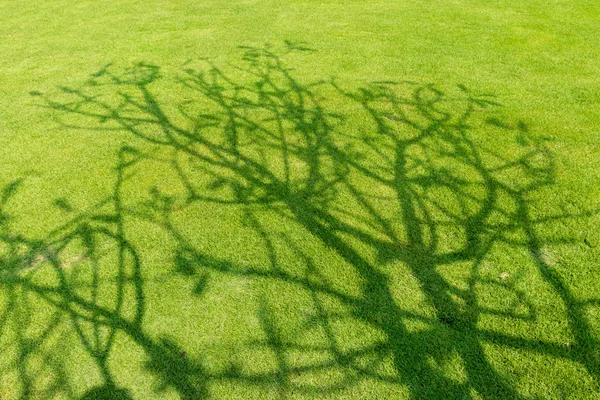 春の短い緑の芝生に木の影 — ストック写真