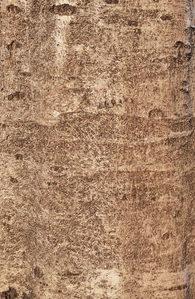 Texturou kůry stromu, abstraktní pozadí a textury — Stock fotografie