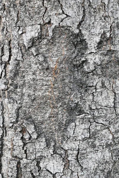 Texturou kůry stromu, abstraktní pozadí a textury — Stock fotografie