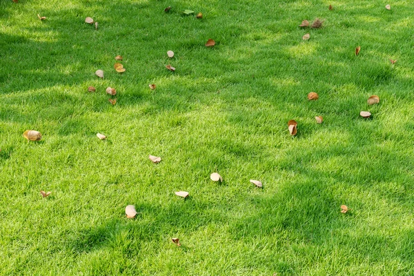 Gevallen bladeren op grasveld — Stockfoto