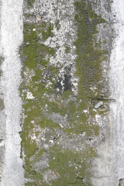 Бетонная стена с гранж текстурой и мохом зеленые водоросли, текстура — стоковое фото