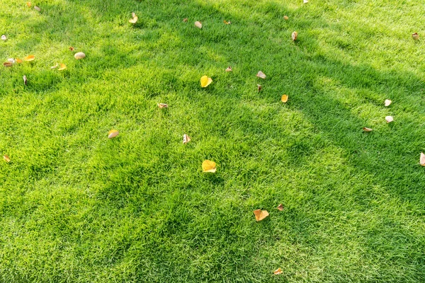 Folhas caídas no campo de grama — Fotografia de Stock