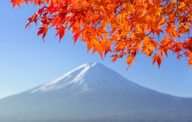 kırmızı akçaağaç terk mt fuji sonbahar renkleri ile