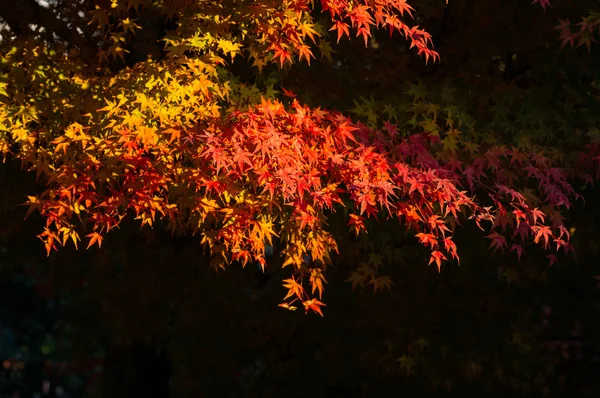 Beautiful maple tree with colorful autumn leaves — Stock Photo, Image