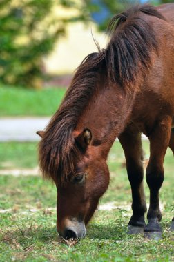 At yeşil çimlerin üzerinde