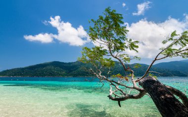 Ağaçlar tropikal bir beyaz kumsalı ile çarpıcı mavi üzerine asmak