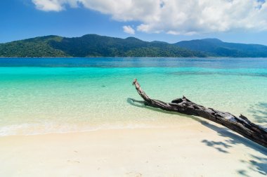 ağaçların üzerinden bir beyaz Kumsalı