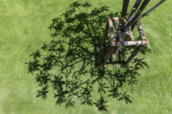 緑の芝生の上の木の影 — ストック写真