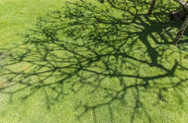 Tree shadow on green grass