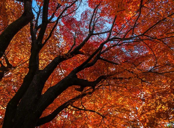 Herbstliche Farben in Japan — Stockfoto