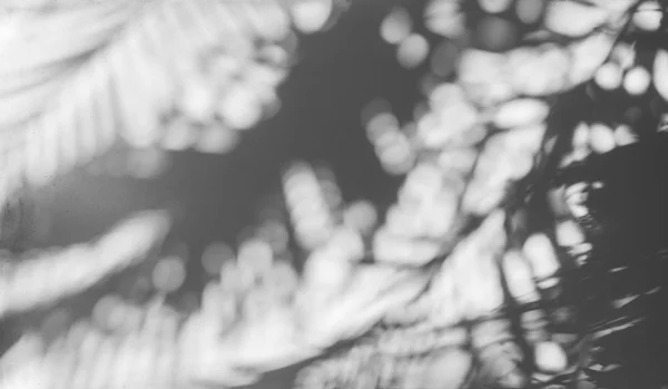 Beyaz duvarda palmiye yaprağı gölgeleri