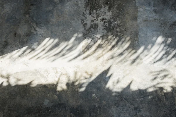하얀 벽에 달린 야자나무 잎 그림자 — 스톡 사진